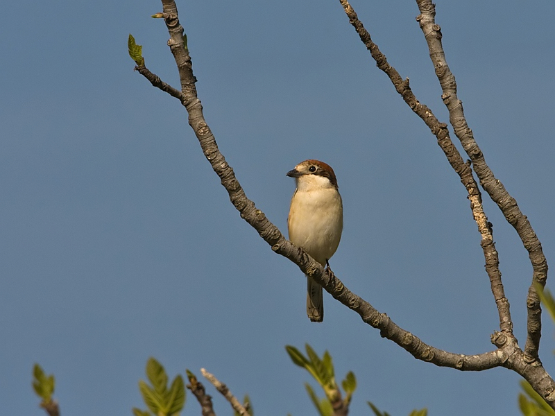 Lanius senator Woodchat Shrike Roodkopklauwier